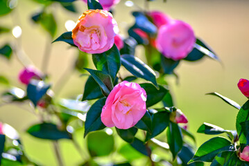 Fototapeta na wymiar Pink camelia flowers growing in the home garden, close up shot