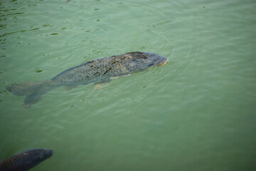 Carp is swimming in the water.
