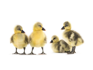 chickens goose on a white background
