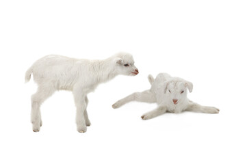 two goat kid isolated on white background. studio shot