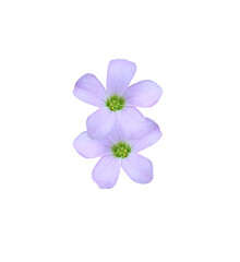 Purple shamrock or  Love plant flowers. Close up small purple flower bouquet isolated on white background.