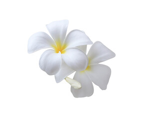 Plumeria or Frangipani or Temple tree flower. Close up white-yellow plumeria flower bouquet isolated on white background. Top view white-yellow flower bunch. 
