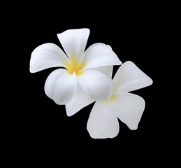 Fototapeta na wymiar Plumeria or Frangipani or Temple tree flower. Close up white-yellow plumeria flower bouquet isolated on white background. Top view white-yellow flower bunch. 