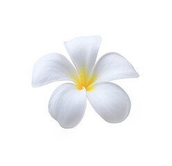 Plumeria or Frangipani or Temple tree flower. Close up white-yellow plumeria flower bouquet isolated on white background. Top view white-yellow flower bunch. 