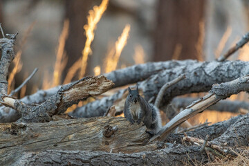 Wild ground squirrel (Otospermophilus beecheyi) seen in San Jacinto State Park