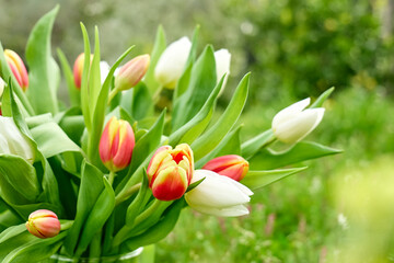 Tulips in nature background. Minimal festive floral concept with space for text for Women's day, March 8, Mother's day, Easter, Wedding and other celebration. Spring background.