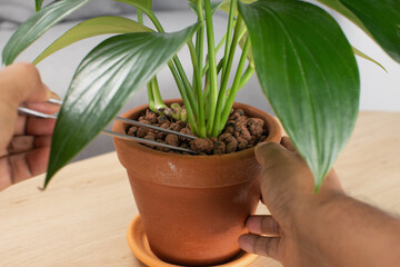 Hydrokorrels or Hydro Granules. Planting material for plants. Philodendron Dragon Tail