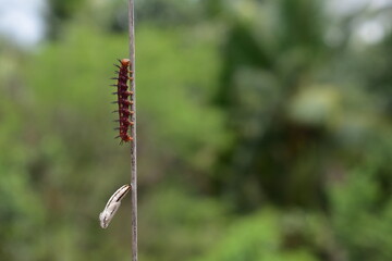 Caterpillar and Chrysalis (pupa) on a stick. life of Tawny coster butterfly.