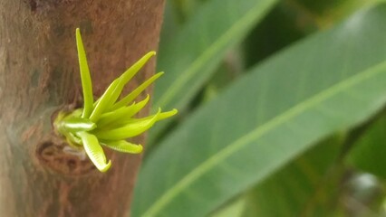 Leaf bud of the mango tree