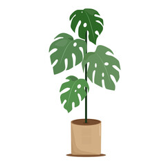 Houseplants in pots with green leaves. Monstera.Interior houseplants.Flat vector illustration isolated on white background for home and office.