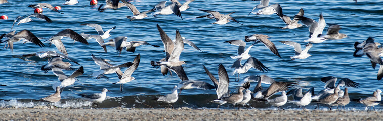 large flock of seagulls on the beach in rhode island - obrazy, fototapety, plakaty