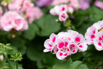 flowers blooming in the indoor garden