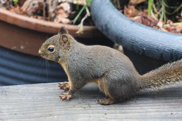 A brown squirrel sits on a wooded terrace in Washington state.