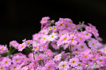 flowers blooming in the indoor garden