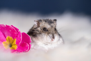 Fototapeta na wymiar Studio photo of cute hamster with flowers