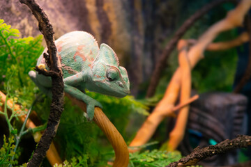Chameleon close up. Multicolor beautiful cute chameleon reptile closeup with colorful bright skin. The concept of disguise. Exotic tropical pet. Selective focus, blurred background stock photography.