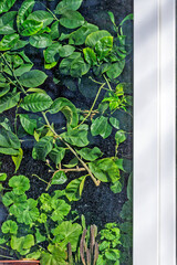 Indoor flowers behind a plastic window on a sunny day