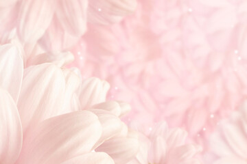 Abstract Chrysanthemum flower background with soft blur for spring or summer time