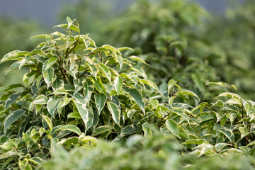 close up of a green plant