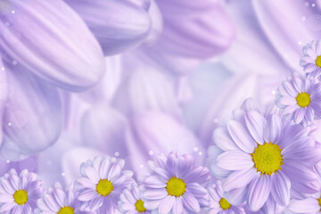 Abstract Chrysanthemum flower background with soft blur for spring or summer time