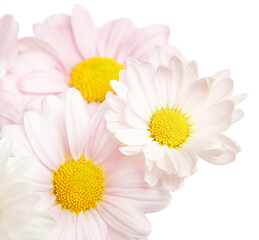 bouquet of pink chrysanthemums with a yellow center isolated on a white background