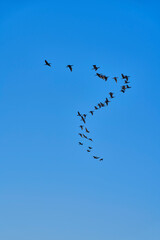 青空を飛ぶ鳥の群れ