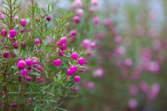 A flower called boronia. The flower language is the scent of a woman, your unforgettable scent
