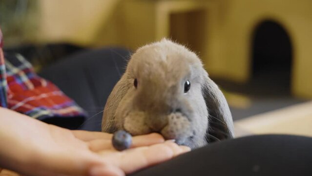 Bunnies grabing blueberries from a hand, UHD in slow motion