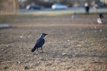 crow on the beach