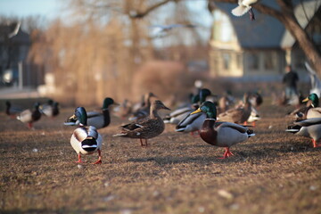 ducks in the water