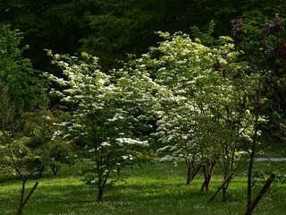 View in a Park with in the middle are flowering handkerchief trees are deciduous, Davidia, Davidia...