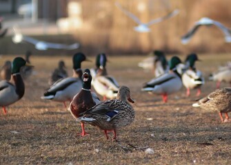 ducks