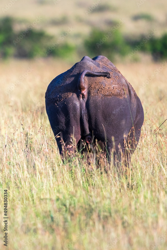 Canvas Prints Buttocks on a Black Rhinoceros