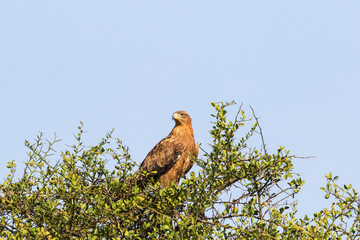 Tawny eagle bird sitting in a treetop and scouts