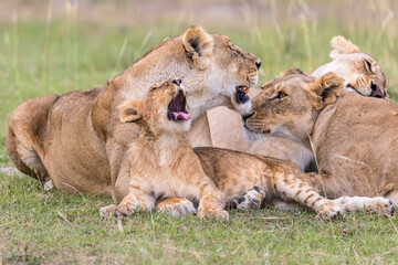 Fototapeta na wymiar Yawning Lion Cub with adult animals on the savanna