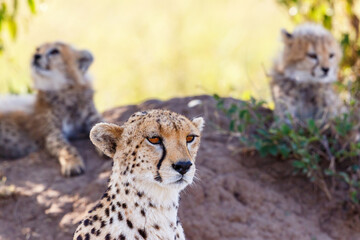 Cheetah with her cubs in the savanna in africa