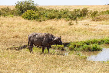 African Buffalo at a waterhole at the savanna