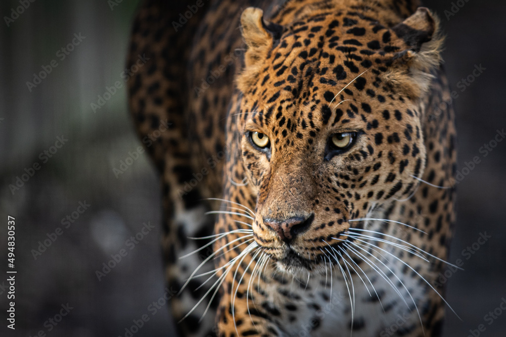 Canvas Prints portrait of a leopard in the forest