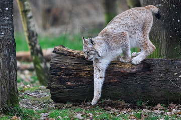 A lynx walkint in the forest © AB Photography