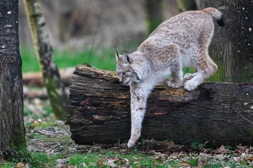 Fototapeten A lynx walkint in the forest © AB Photography