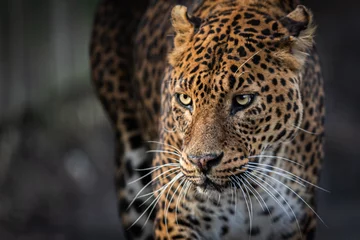 Fotobehang Luipaard Portrait of a leopard in the forest  © AB Photography