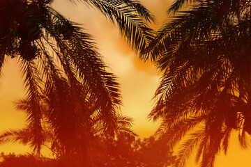 Fototapeta na wymiar Silhouette of palm trees at sunset, sunrise. The sun is low. Orange light of the sky. Summer beach and travel background. Blurred backdrop. Copy space