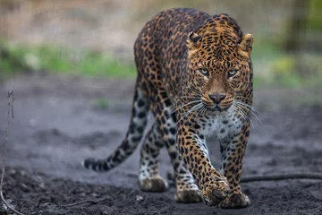 Fototapeten Porträt eines Leoparden im Wald © AB Photography