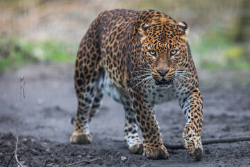Fototapeta na wymiar Portrait of a leopard in the forest