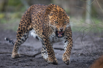 Obraz premium Portrait of a leopard in the forest