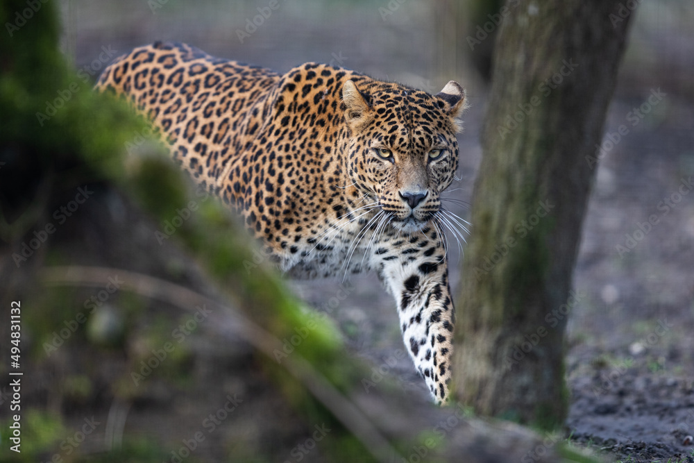 Canvas Prints portrait of a leopard in the forest