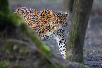 Fototapeta na wymiar Portrait of a leopard in the forest