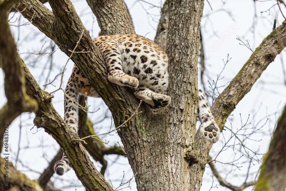 Canvas Prints portrait of a leopard in the forest