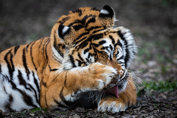 Naklejka premium Portrait of a tiger in the forest