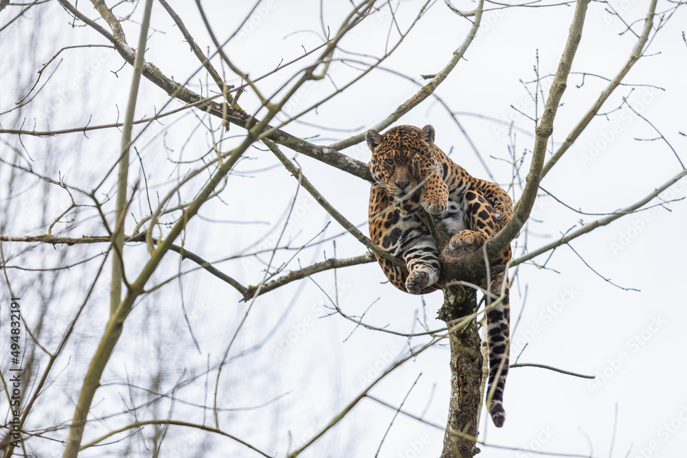 Canvas Prints portrait of a leopard in the forest